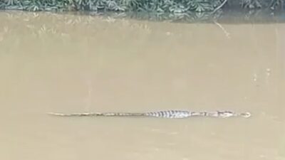 Kemunculan Buaya Di Bantaran Sungai Satui Gegerkan Warga  Sinar Bulan.