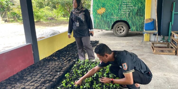 DPKP Kalsel Pantau Kesiapan Penyemaian Bibit Cabai