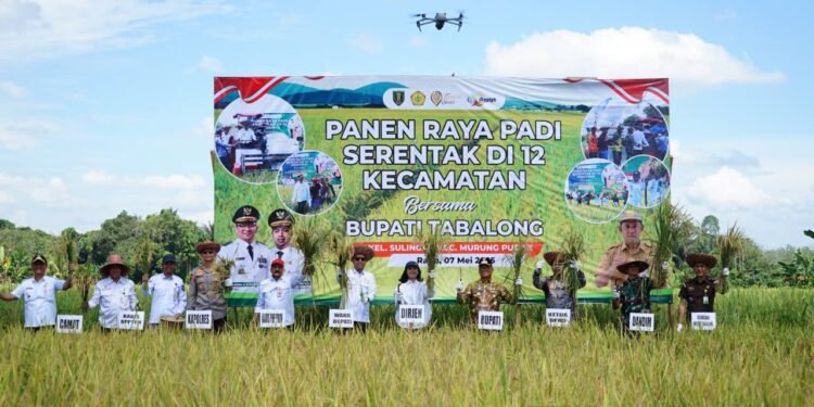 Panen Raya Padi di Tabalong, Sinergi Pemerintah dan Petani Mewujudkan Ketahanan Pangan