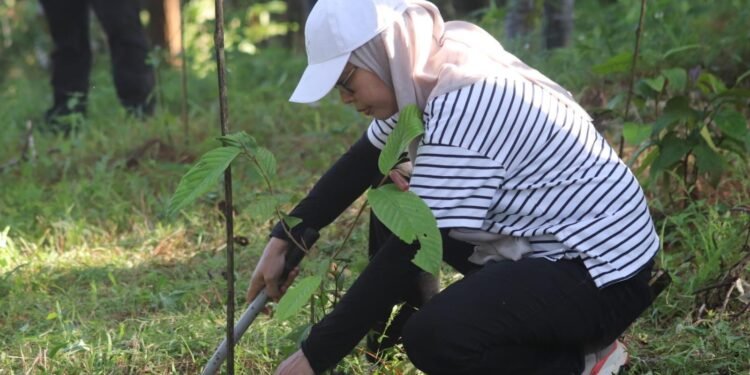 Pelestarian Hutan Konservasi, Dishut Kalsel Lakukan Pemeliharaan Tanaman Ulin di Tahura SA