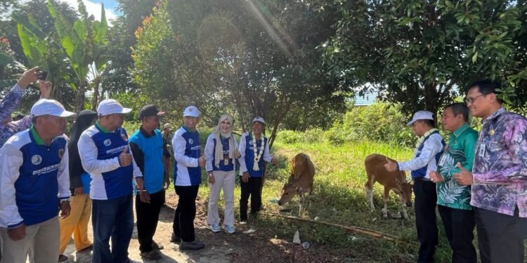 Kembangkan Potensi Eks Kimtrans, Pemprov Kalsel Bagikan Bantuan 7 Ekor Sapi Unggul‎