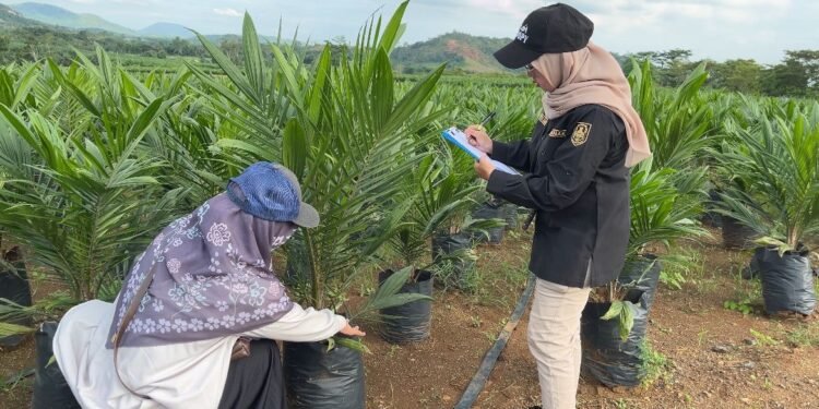Dukung Pembangunan Kelapa Sawit Berkelanjutan, BPSBP Kalsel Kawal Penyediaan Benih Unggul Bersertifikat dan Berlabel