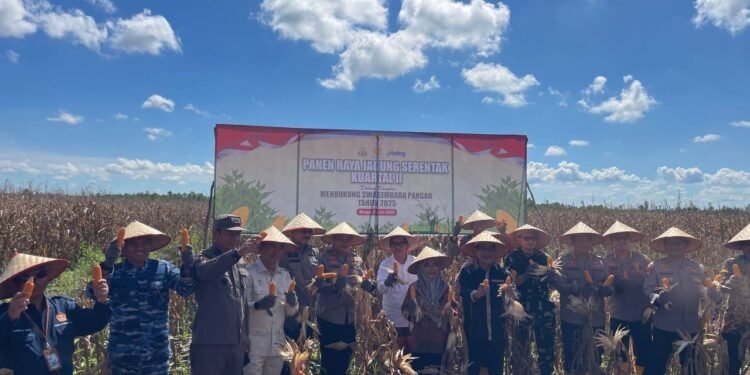 Dukung Swasembada Pangan, Polda Kalsel Panen Raya Jagung Serentak Kuartal II