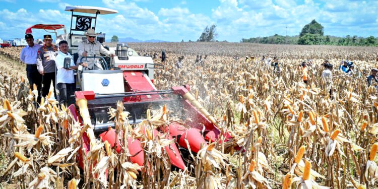 Panen Raya Jagung Seluas 344 Ribu Hektare, Presiden Prabowo Tegaskan Indonesia Siap Jadi Lumbung Pangan Dunia