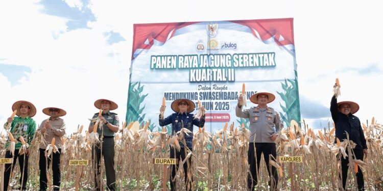 Bupati Andi Rudi Latif Panen Raya Jagung Serentak Nasional: Dukung Swasembada Pangan