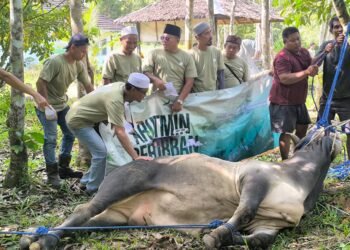 PT Arutmin Indonesia Tambang Batulicin Salurkan 1.500 Paket Daging Kurban untuk Warga Sekitar