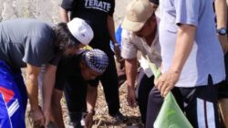 Pemkab Kotabaru Berikan Sapi Qurban Buat wartawan Kotabaru