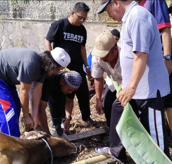 
					Pemkab Kotabaru Berikan Sapi Qurban Buat wartawan Kotabaru