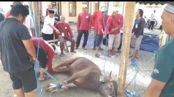 Jelang Idul Adha Majelis Taklim Nurul A’la Potong 6 Ekor Sapi  2 Ekor Kambing  Melalui Tabungan Qurban