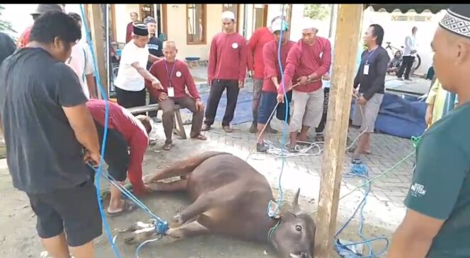 
					Jelang Idul Adha Majelis Taklim Nurul A’la Potong 6 Ekor Sapi  2 Ekor Kambing  Melalui Tabungan Qurban