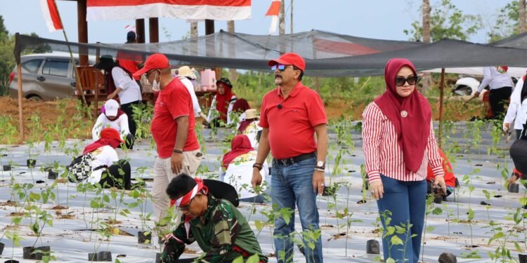 Semarak HUT Kalsel ke-75 dan RI ke-80, Dinas Pertanian Tanam 50 Ribu Bibit Cabai di Bukit Merangkul