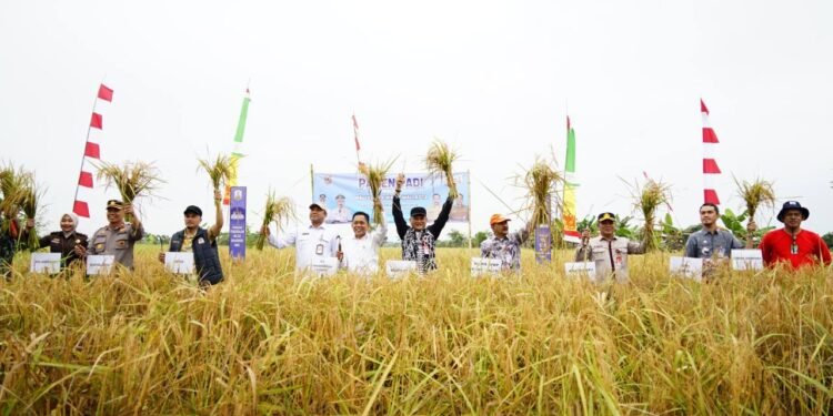 Panen Padi di Cempaka, Mendorong Kemandirian Pangan di Kalimantan Selatan