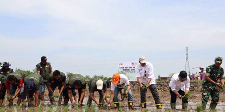 Kalsel Panen Raya dan Tanam Padi Di Batola, Produksi Padi Naik Jadi 1,3 Juta Ton