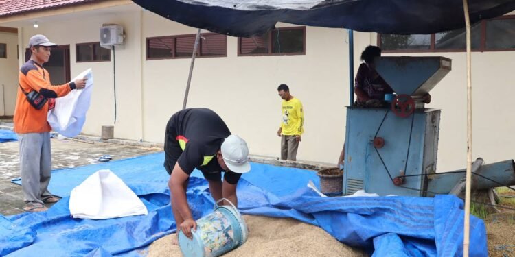 UPB Sungai Tabuk Jadi Andalan Kalsel untuk Produksi Benih Padi Berkualitas
