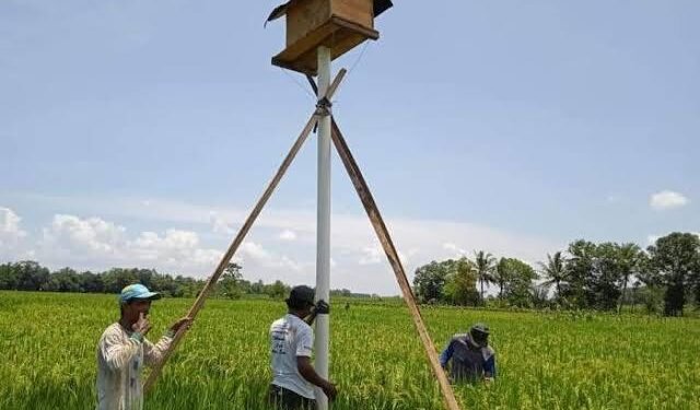 Pencegahan Hama Tikus, BPTPH Kalsel Sarankan Rumah Burung Hantu Sebagai Solusi Ramah Lingkungan