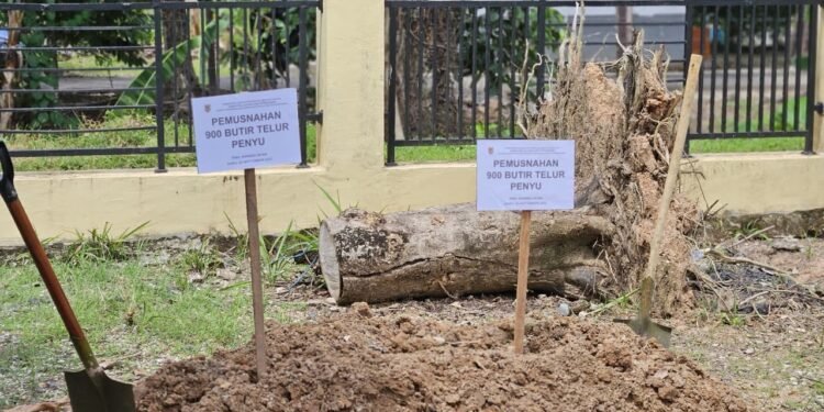 Pemprov Kalsel Berkomitmen Jaga Kelestarian Penyu Laut