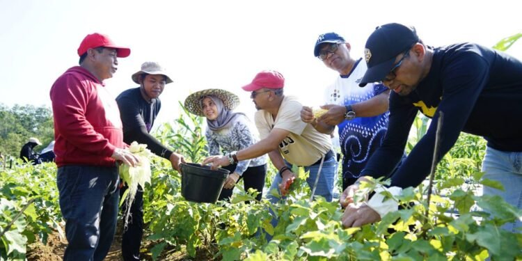 Panen Perdana Bukit Merangkul, DPKP Kalsel Gaungkan Semangat Ketahanan Pangan
