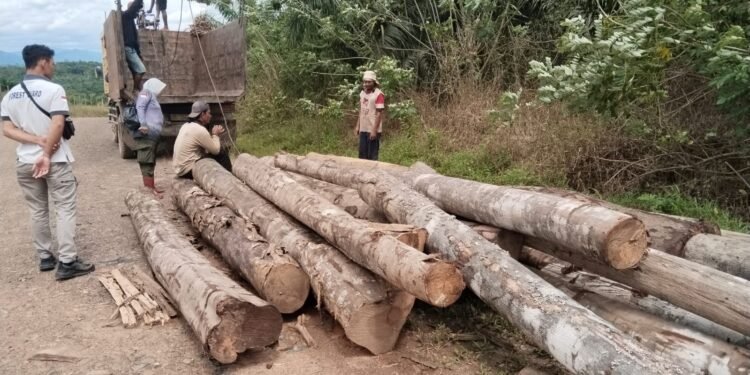 KPH Tanah Laut Amankan Puluhan Batang Kayu Hasil Penebangan Ilegal