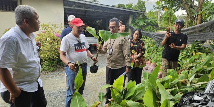 Dinas PKP dan Badan Karantina Kalsel Awasi Ketat Peredaran Bibit Pisang Tak Layak Edar