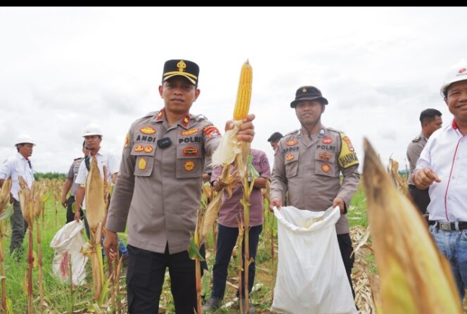 
					Momentum penguatan ketahanan pangan kembali terlihat di Kecamatan Pulau Laut Timur.