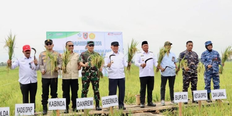 Gubernur Kalsel Panen Raya di Batola, Produksi Padi Kalsel Tertinggi di Kalimantan