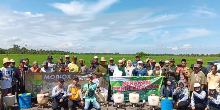 Pasca Banjir, BPTPH Kalsel Perkuat Pengendalian Hama Tikus pada Musim Tanam
