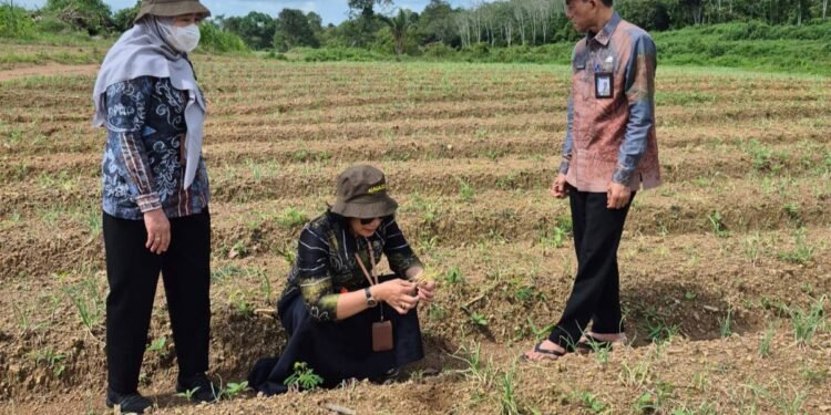 Program Hortikultura 2026, DPKP Kalsel Fokus Komoditas Pengendali Inflasi