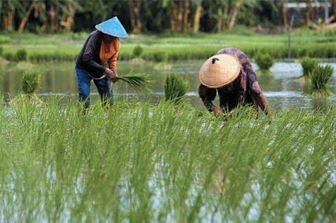 Pemprov Kalsel Kolaborasi dengan Kabupaten Pulihkan Lahan Pertanian Pasca Banjir