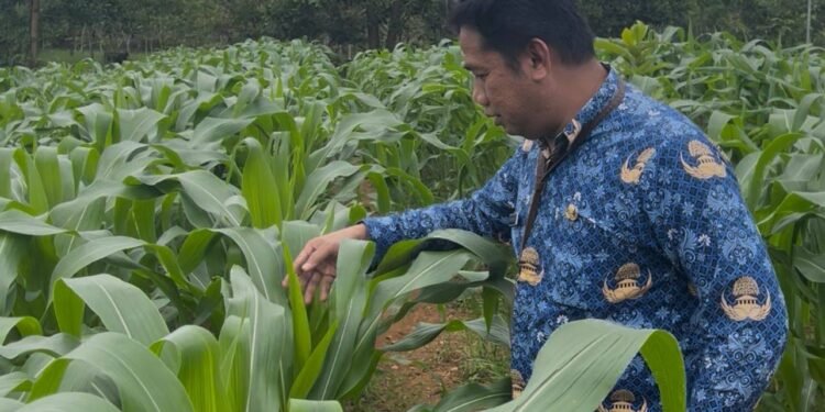 Optimalkan Lahan Kantor, Dinas PMD Kalsel Kembangkan Kebun Tanaman Pangan untuk Ketahanan Keluarga