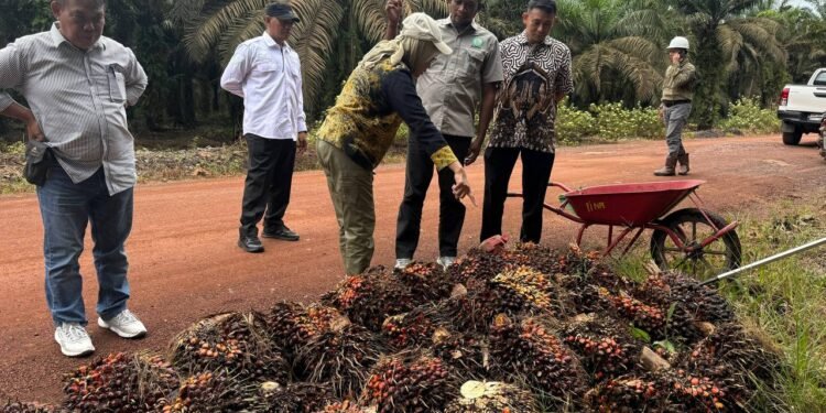 Percepat Pembangunan Sektor Pertenakan dan Perkebunan, Disbunnak Kalsel Perkuat Ketahanan Pangan dan Energi Daerah