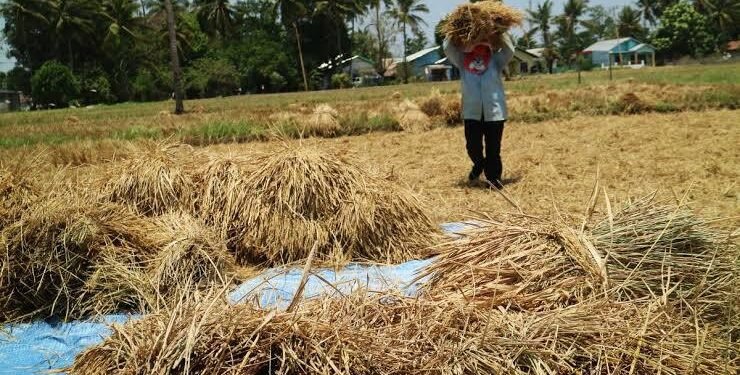 Perkuat Ketahanan Pangan, Kalsel Prioritaskan Rehabilitasi dan Bangun Lumbung Pangan di Sentra Produksi