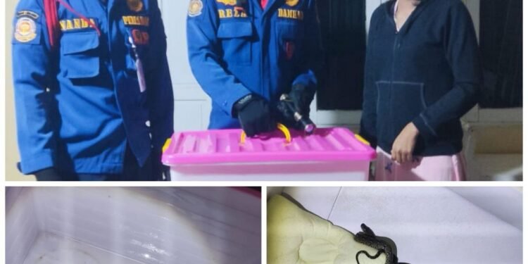 Satpol PP dan Damkar Kalsel Catat Peningkatan Penanganan Kebakaran dan Penyelamatan 2025