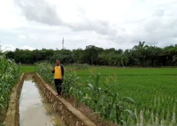 Produksi 1.300 Ton Padi per Tahun, Desa Bumi Asih Optimis Jadi Lumbung Pangan Kotabaru