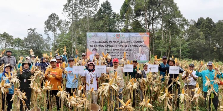 Panen Perdana Jagung Hibrida Bukit Merangkul, DPKP Kalsel Perkuat Ketahanan Pangan