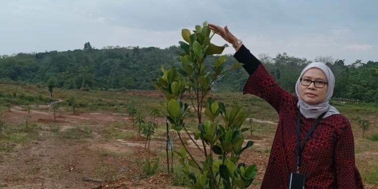 Program REDD+ Kalsel Tunjukkan Hasil Positif, Kadishut Lakukan Monitoring