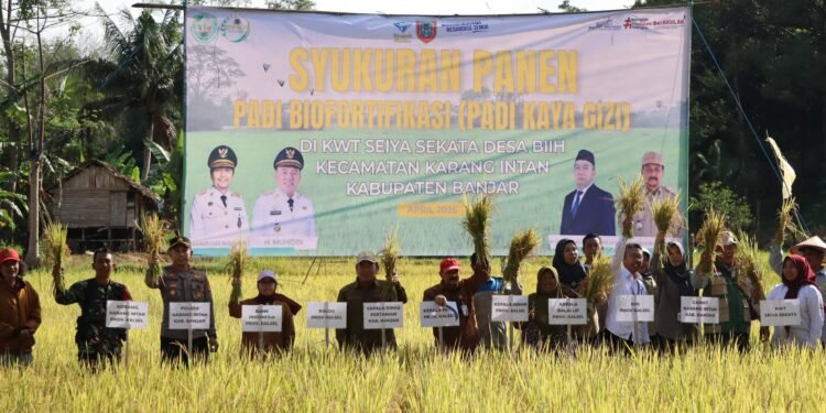 Panen Padi Biofortifikasi di Karang Intan, Pemprov Kalsel Tingkatkan Ketahanan Pangan dan Perbaikan Gizi Masyarakat