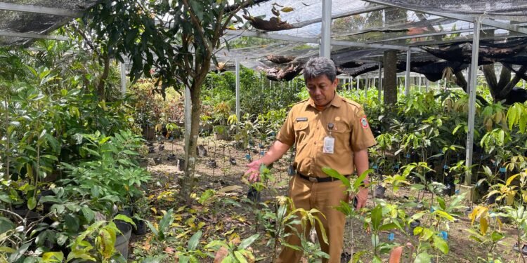 BBTPH Kembangkan Buah Khas Lokal Kalsel Melalui Inovasi Pembenihan