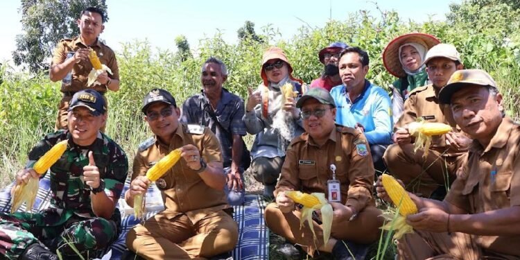 Dukung Ketahanan Pangan, Pemkab Kotabaru Panen Jagung di Desa Sebelimbingan
