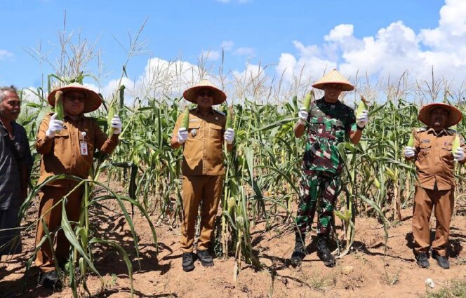 
					Dukung Ketahanan Pangan, Pemkab Kotabaru Panen Jagung di Desa Sebelimbingan.