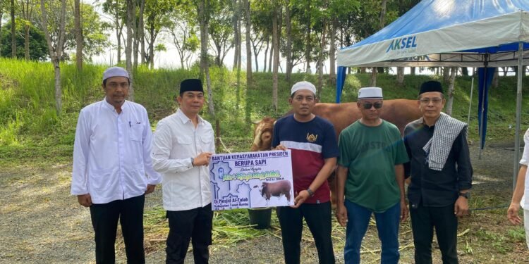 Sapi Kurban Bantuan Presiden RI Diserahkan Bupati Andi Rudi Latif  untuk Masyarakat di Hari Raya Idul Adha