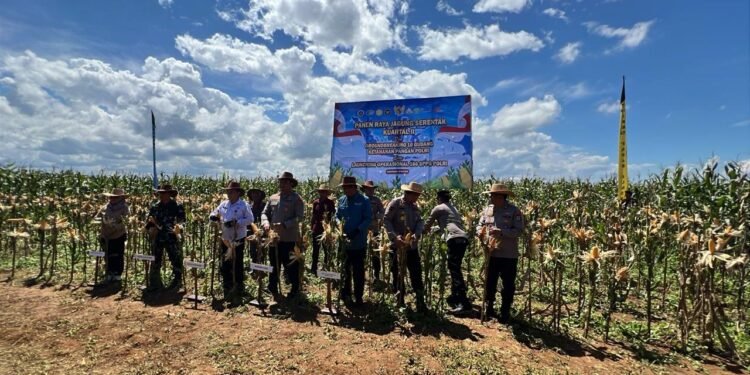 Panen Jagung hingga Launching SPPG Polri Digelar Serentak, Kapolres Hadiri Langsung di Lahan Binaan Polsek Batulicin