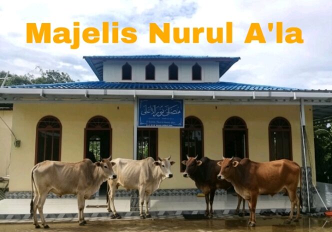 
					Wujudkan Semangat Berbagi, Majelis Nurul A’la Potong 4 Ekor Sapi, Insyaallah “Besok Di Idul Adha Kedua