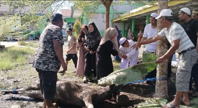 
					Wujud Kepedulian, SLBN Tanah Bumbu Sembelih 2 Ekor Sapi Hasil Tabungan Qurban Guru dan Orang tua Wali Murid